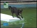 Floating Dog