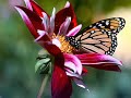 Francisco Orantes Mariposita De Mil Colores .