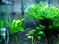Meu aquário plantado low light, com plantas de crescimento lento.Setup:Aquário: 60cm x 30cm x 30cm (54 litros brutos)Iluminação: Luminária Dymax com 1 lâmpada T5 de 14WFiltragem: Mini canister Max Care Ista 360l/hTermostato 50WSubstrato Seachem Flourite BlackCilindro de CO2 4kg com difusor IstaFlora:Microsorium pteropus 
