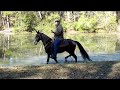 Ebony -  6 year old TWH gelding