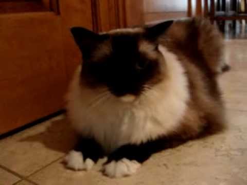 0 Caymus Videos