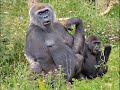 Help STOP the Mountain Gorilla Massacre