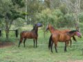 Our Horses Run A Muck