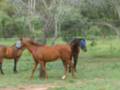 Our Horses Run A Muck