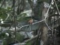 Reddish Hermit