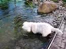Jago My West Highland Terrier