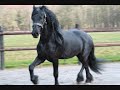 Fries paard Baron van Odingastate 