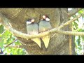 Java Finch ~ ( Hawaii Wild Birds ! ) Java Finch ~ ( Hawaii Wild Birds ! )