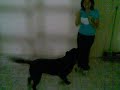 Cachorrada Cachorrada