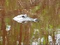 Air Boat Ride Florida Everglades. Bon Jovi.  ALLIGATOR