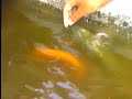 LOS PANES Y LOS PECES
