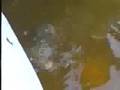 LOS PANES Y LOS PECES