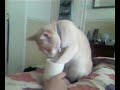 Funny cat drinking milk