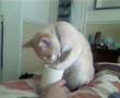 Funny cat drinking milk