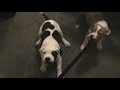 spanky and boss #2