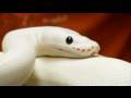 Snake Bytes TV - White Snakes or Albino Serpents