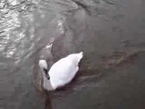 Swans on the River Barrow, Co. ...