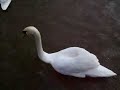 Swans on the River Barrow, Co. Carlow. Feb 2007 Swans on the River Barrow, Co. Carlow. Feb 2007
