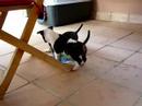 puppies bull terrier puppies bull terrier