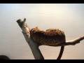The Village Petstore and Charcoal Grill - Leopard