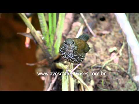 João-porca - Cristiano Voitina