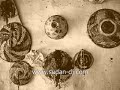 أغنية نوبية رطانة - جنيه دهب - اهداء شبكة سودان ديجي