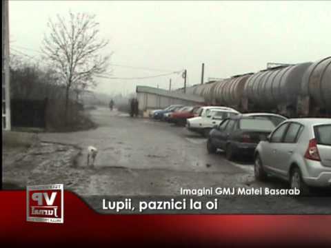 Lupii, paznici la oi