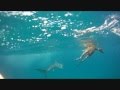 Un Requin Tigre Mange Une Biche A L Entree Du Port De Noumea - Shark s Job!