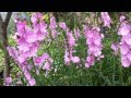 Sidalcea Sussex Beauty