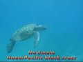 Honu Habitat at Hoaka, Kahana, West Maui