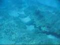 Honu Habitat at Hoaka, Kahana, West Maui