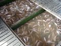 Fish Farm Fish Farm