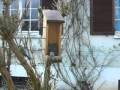 videos de Oiseaux et mangeoire Silo
