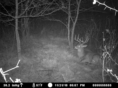 how to provide deer bedding areas