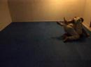 BJJ No-Gi Rolling Home Gym Shane Vs. Luke Round 3 BJJ No-Gi Rolling Home Gym Shane Vs. Luke Round 3
