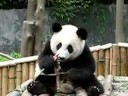 Cute and Lovely Giant Panda eating Cute and Lovely Giant Panda eating