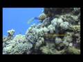 videos de Tauchen im Roten Meer 6 von 7