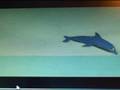 videos de Calypso