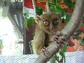 Tarsiers in Bohol
