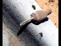 Perritos de la pradera