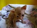 Mets�kansan Cornish Rex