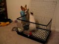 corgi & rabbit corgi & rabbit