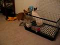 corgi & rabbit