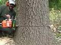 videos de Cut Down a Tree