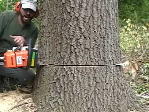 how to saw a tree
