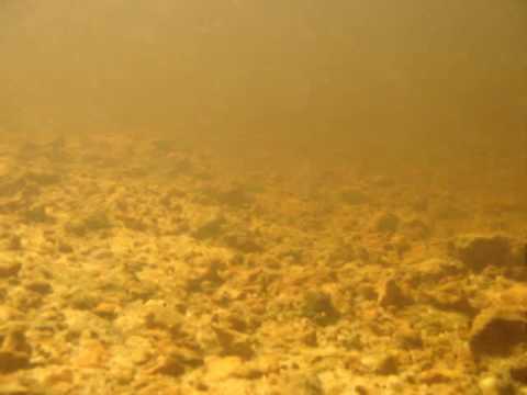 School of wild Corydoras in the Amazon 2