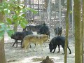 Wolf pack