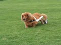 下半身麻痺の犬、車椅子を装着して、全力走行をする、名前はバロ ンです。頑張る姿、見てあげてください。