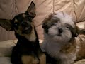 Hundekampf - Shih Tzu gegen Spanier - www.shih-tzu-net.com