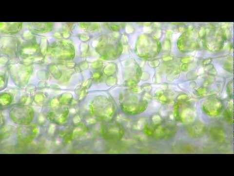 how to isolate chloroplasts